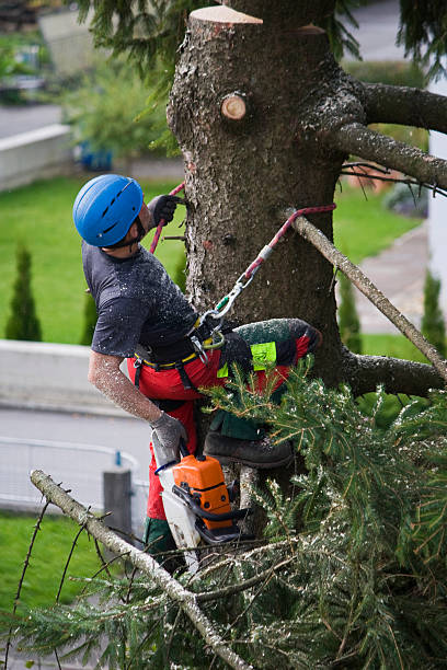 How Our Tree Care Process Works  in Longmont, CO